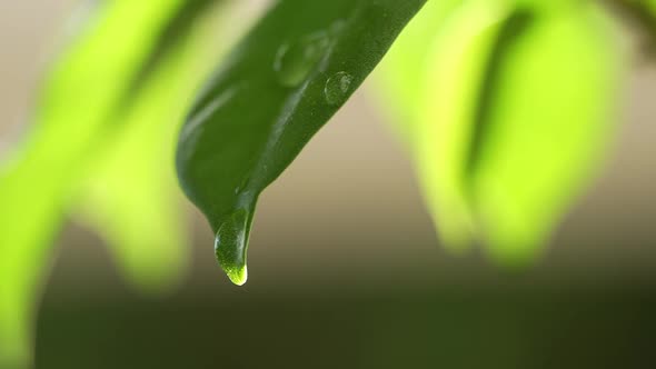 Water Drops on a Leaf 67