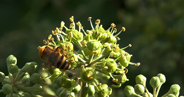 European Honey Bee, apis mellifera, Adult gathering pollen on Ivy's Flower, hedera helix, Normandy