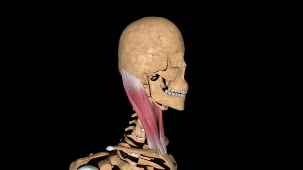 Sternocleidomastoid Muscles On Skeleton