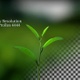 Young Leaves Loop 4K - VideoHive Item for Sale
