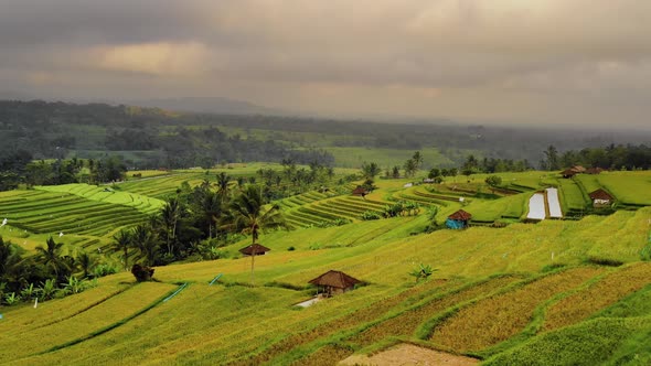 Aerial shot of the lush green rice paddies of Bali.