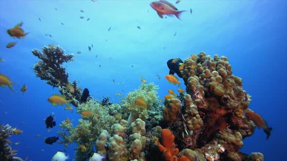 Colorful Underwater Reef