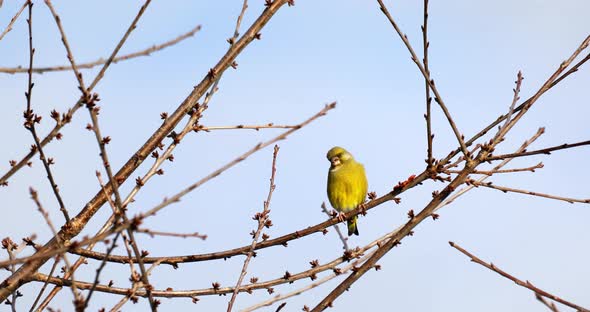 European greenfinch - Carduelis chloris