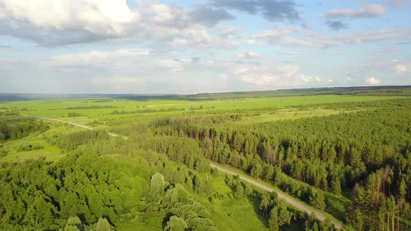 Forest Road Nature