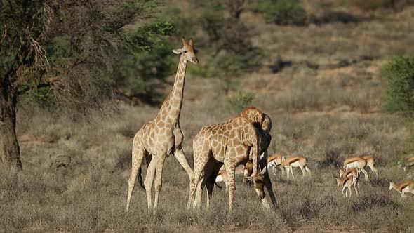 Fighting Giraffe Bulls And Springbok Antelopes