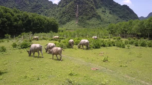 Herd of Buffaloes Walks Along Green Meadow Bird Eye View