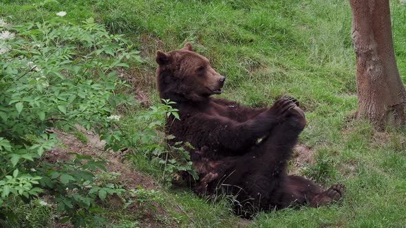 Bear resting and stretching on the grass. Brown bear (Ursus arctos) in the forest