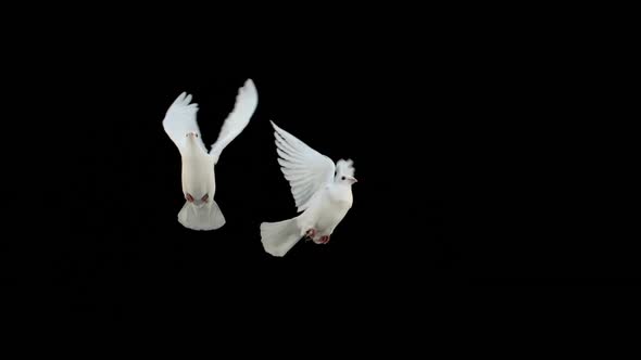 Doves flying on black background