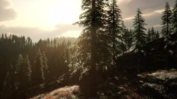 Rays of the Sun Make Their Way Through the Branches alt