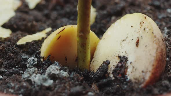 Avocado Sprout Grows From the Seed Watering