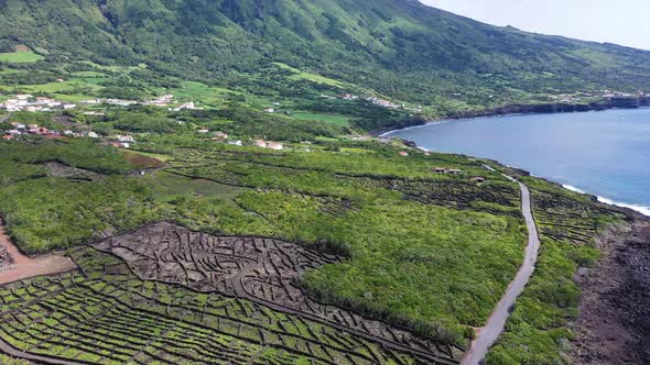 Grape Plantations in the Azores