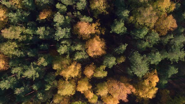 Aerial View at Autumn Mixed Forest at Day