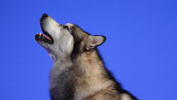 Profile Portrait of an Alaskan Malamute in the Studio on a Blue Background