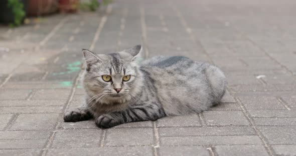 Street Cat Sit on The Ground