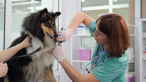 Veterinarian Trimming Claws of Collie in Clinic