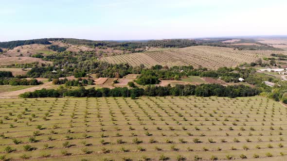 Farm Fields of Walnut Plantations