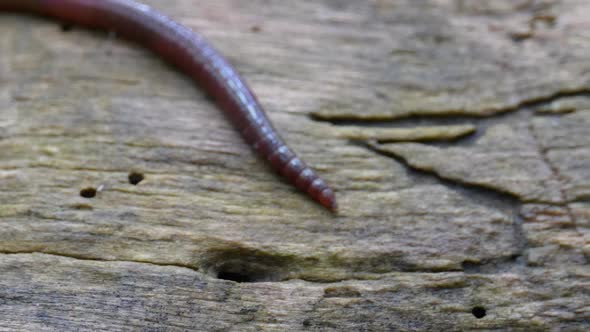 Earthworm in the Forest on a Tree Log. Long Worm Wriggles and Crawls.