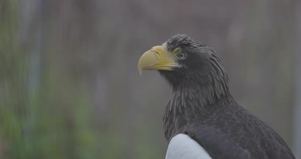 Steller's Sea Eagle Haliaeetus Pelagicus