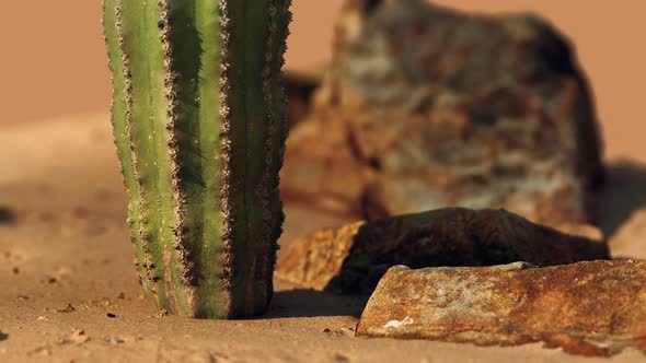 Close Up of Saguaro Cactus at the Sand