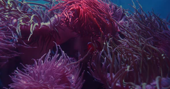 Clownfish Swimming By Pink Anemones In Aquarium