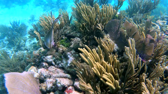 Beautiful underwater coral reef captured at Great Barrier Reef, Australia