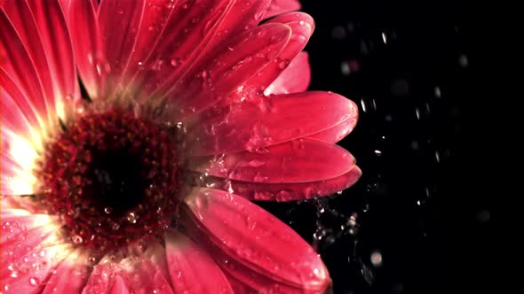 Super Slow Motion on the Flower Gerber Falls Water with Splashes