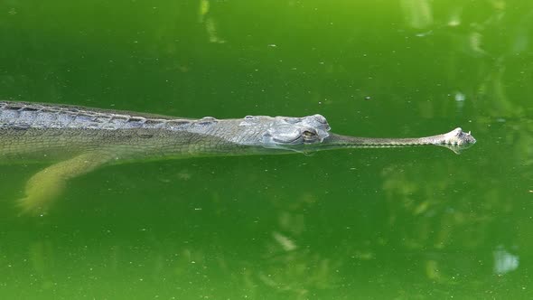 Gharial Crocodile (Gavialis Gangeticus), Also Known As the Gavial Floating in Green Water