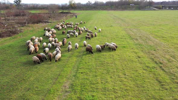Aerial view of herding sheep in a field. Flock of sheep eat grass in the pasture.