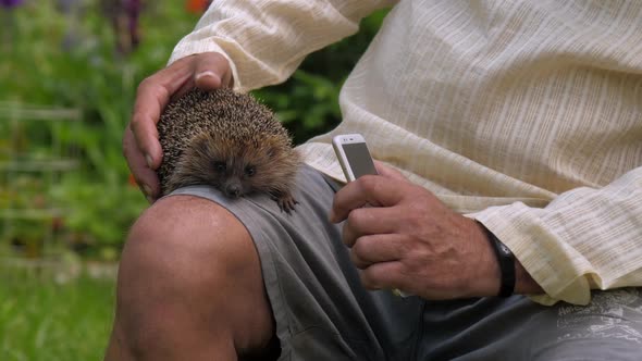 Mature Man Takes Picture of Hedgehog on Leg in Green Park