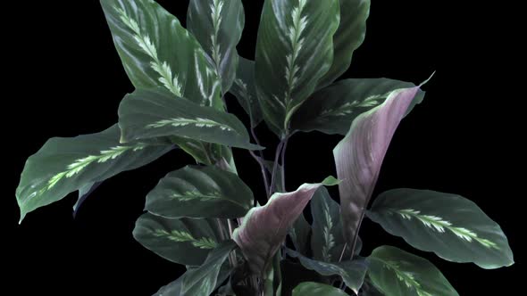 Time-lapse of growing calathea plant