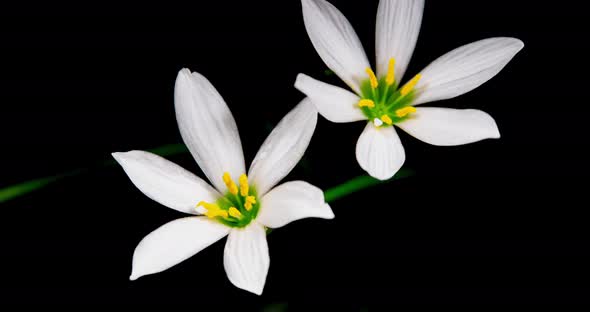 Zephyranthes White Flowers Blooming in Time Lapse