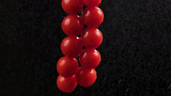 Red Ripe Tomatoes Cluster in Super Slow Motion Watering By Droplets