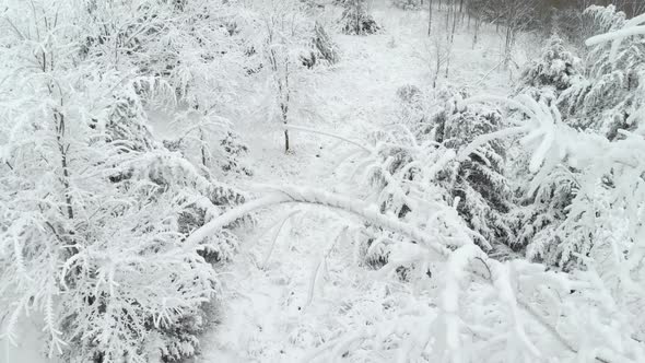 Aerial Of Trees With Heavy Snow