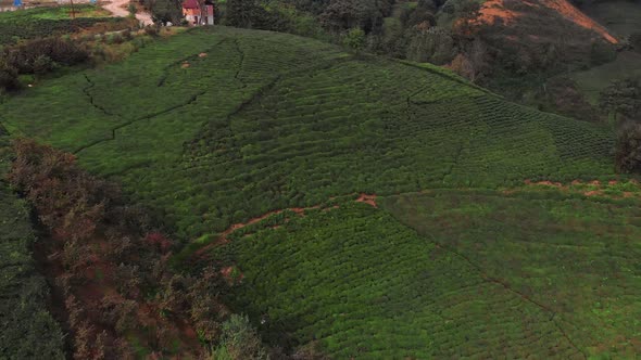 Tea Plantations in Rize Turkey