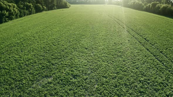 Green Rural Countryside Field