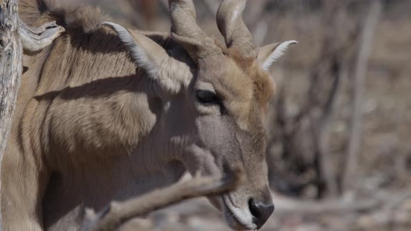 african elan prey animal walking in africa herd mentality