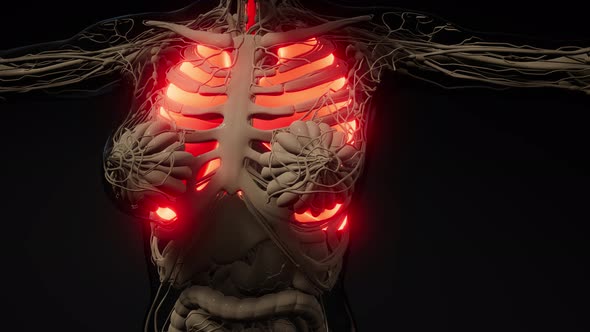 Human Lungs Radiology Exam alt