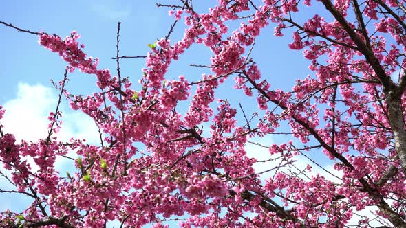 Sakura Cherry Blossom