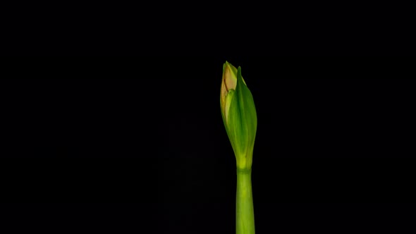 Flower Blooming Time Lapse Over Black Background