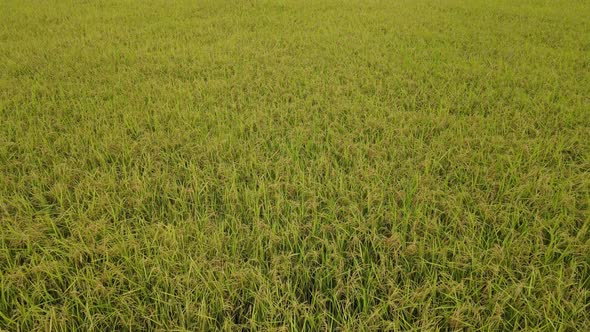 Aerial view of golden rice field during daylight. Drone flies over yellow agriculture rice field.