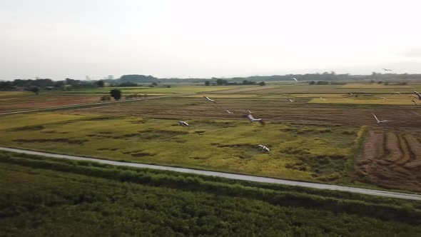 Aerial tracking Asian openbill fly at paddy field 