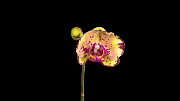 Blooming Yellow - Magenta Orchid Phalaenopsis Flower
