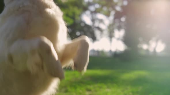 Smart Golden Retriever Standing on Hind Paws in Park Closeup