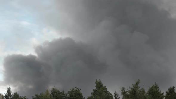 Black smoke rising from the burn forest. Birds are stressed Fire deforestation accident.