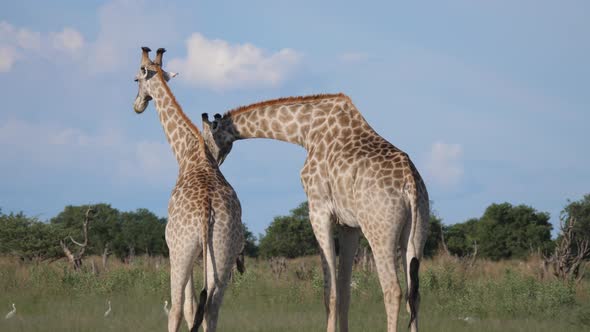 Two giraffes fighting in Moremi Game Reserve