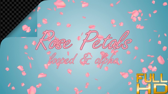 Pink Rose Petals For Valentines Day