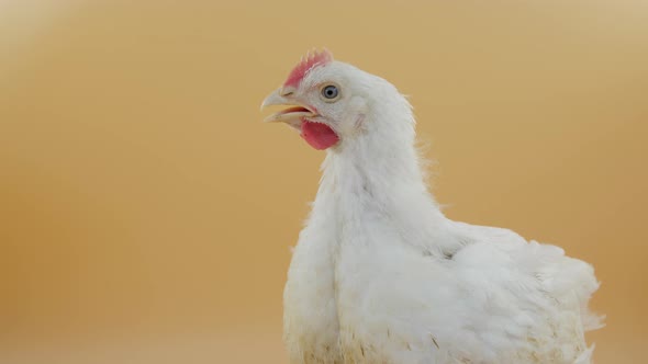 White Chicken Isolated on Yellow Background