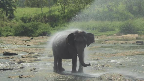 Elephant Taking a Shower