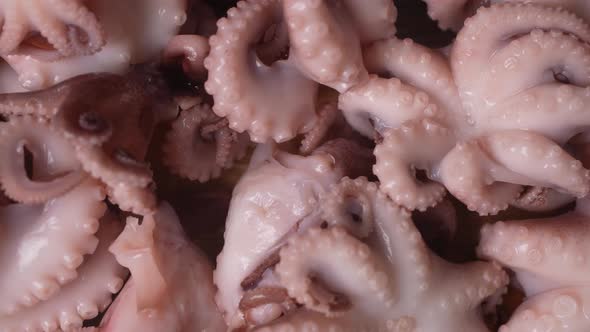 Fresh Baby Octopuses 65