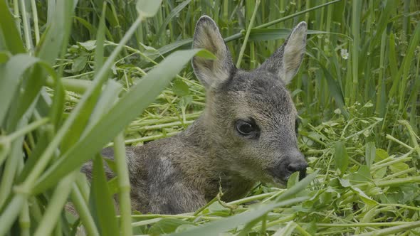 Close Up of Fawn, Baby Deer in Green Grass, Scared Little Animal in Nature